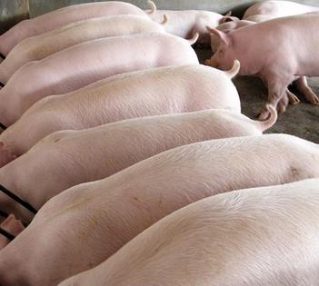 肉鸡最新防疫程序，小明的防疫之旅与友情故事揭秘