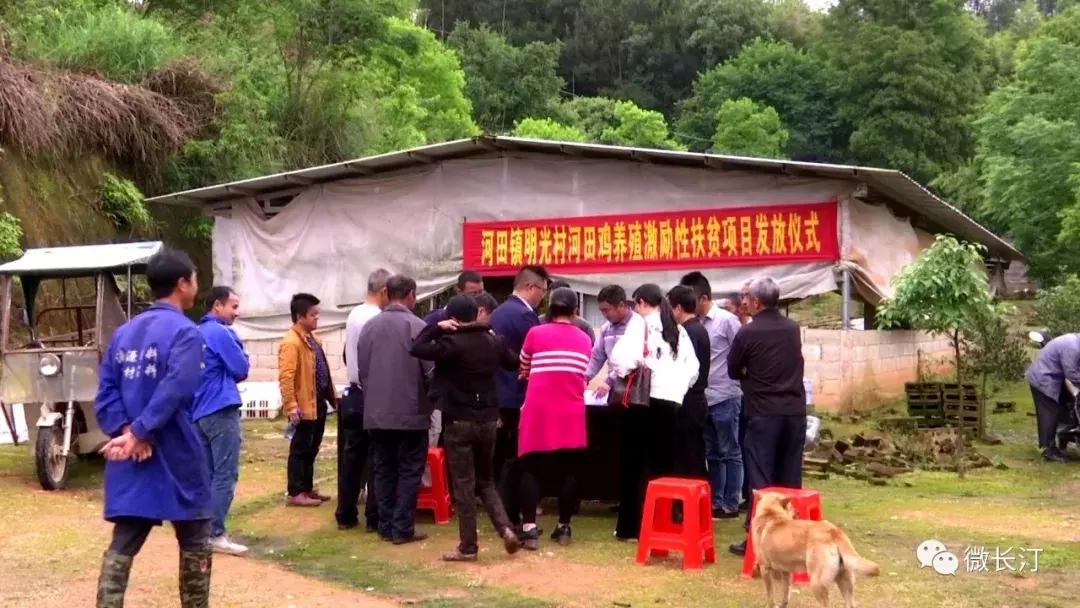 肉鸡最新防疫程序,小明的防疫之旅与友情故事揭秘