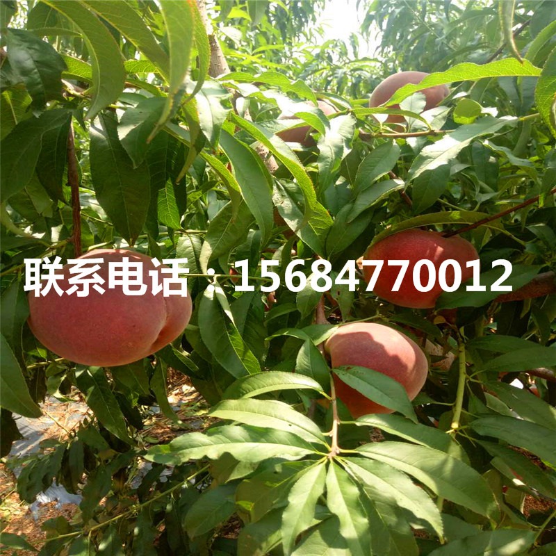 2015最新果树品种引领农业新风潮