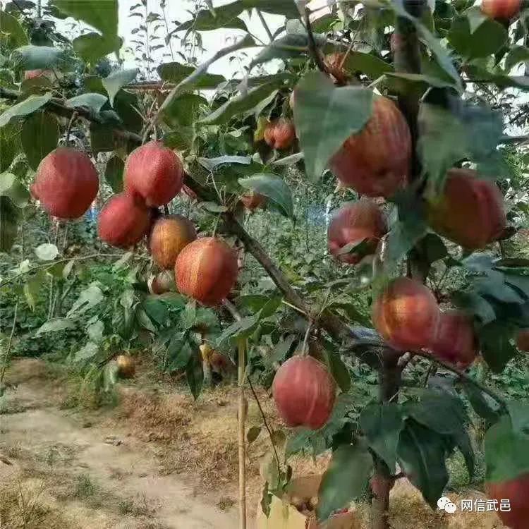 2015最新果树品种引领农业新风潮