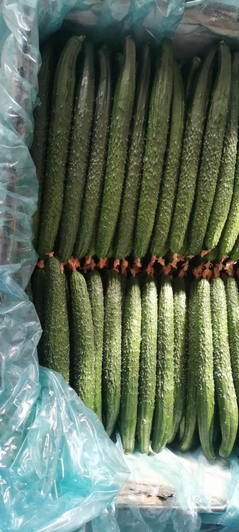 阳泉最新黄瓜价格探索，一场寻求内心平静的黄瓜之旅