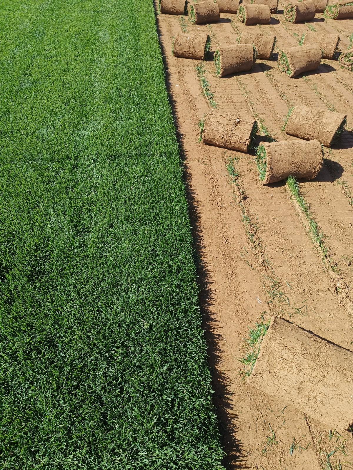 最新草坪求购信息揭秘,小巷深处的绿色宝藏探索