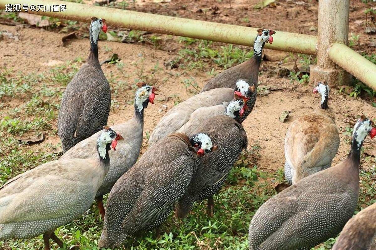 探索特种养殖新世界，开启未知财富之门！