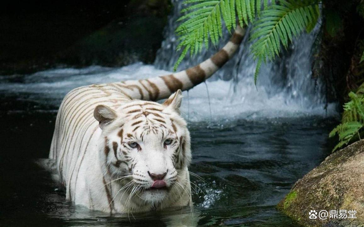 奥门白虎版精准资料,全面信息解释定义_ESI99.469力量版