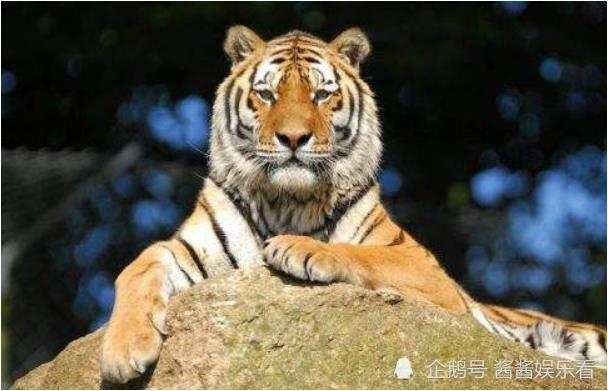 白老虎版玄机资料大全免费,持续性实施方案_JDS99.160交互式版