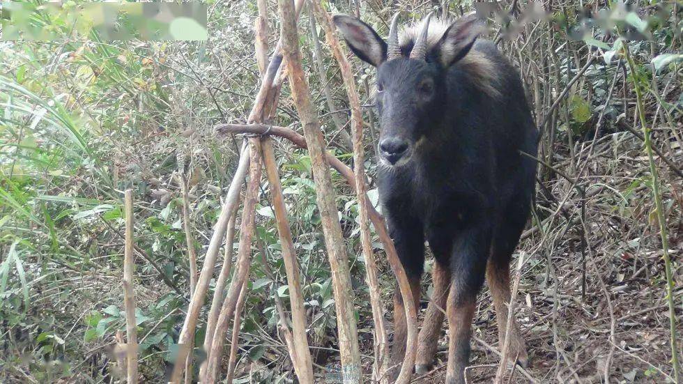 四不像正版资料内部,科技成果解析_QNH99.984设计师版
