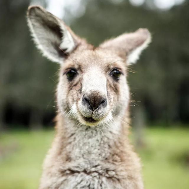 四不像特马图今晚必出,多元化诊断解决_AGA99.808供给版