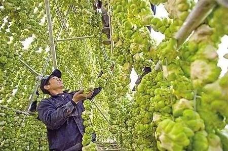 涪陵榨菜最新公告,味蕾盛宴与友情交流的深度体现