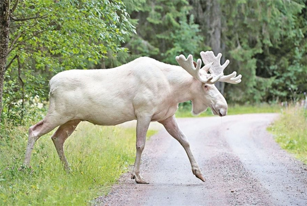 澳门四不像精准一肖一码,全面实施策略设计_EQJ79.597DIY版
