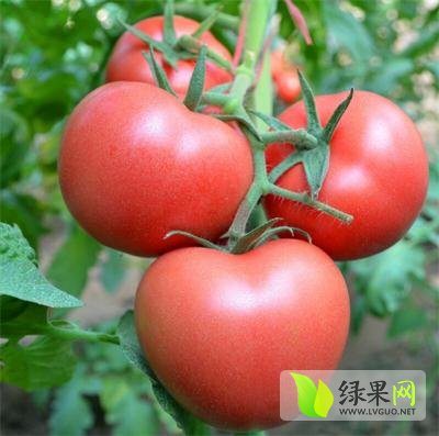 山东西红柿价格动态，学习变化，成就自信与梦想之路