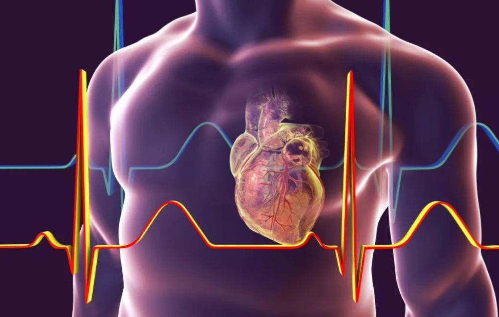 2024新澳门王中王正版,科学解释分析_SOO79.872加速版