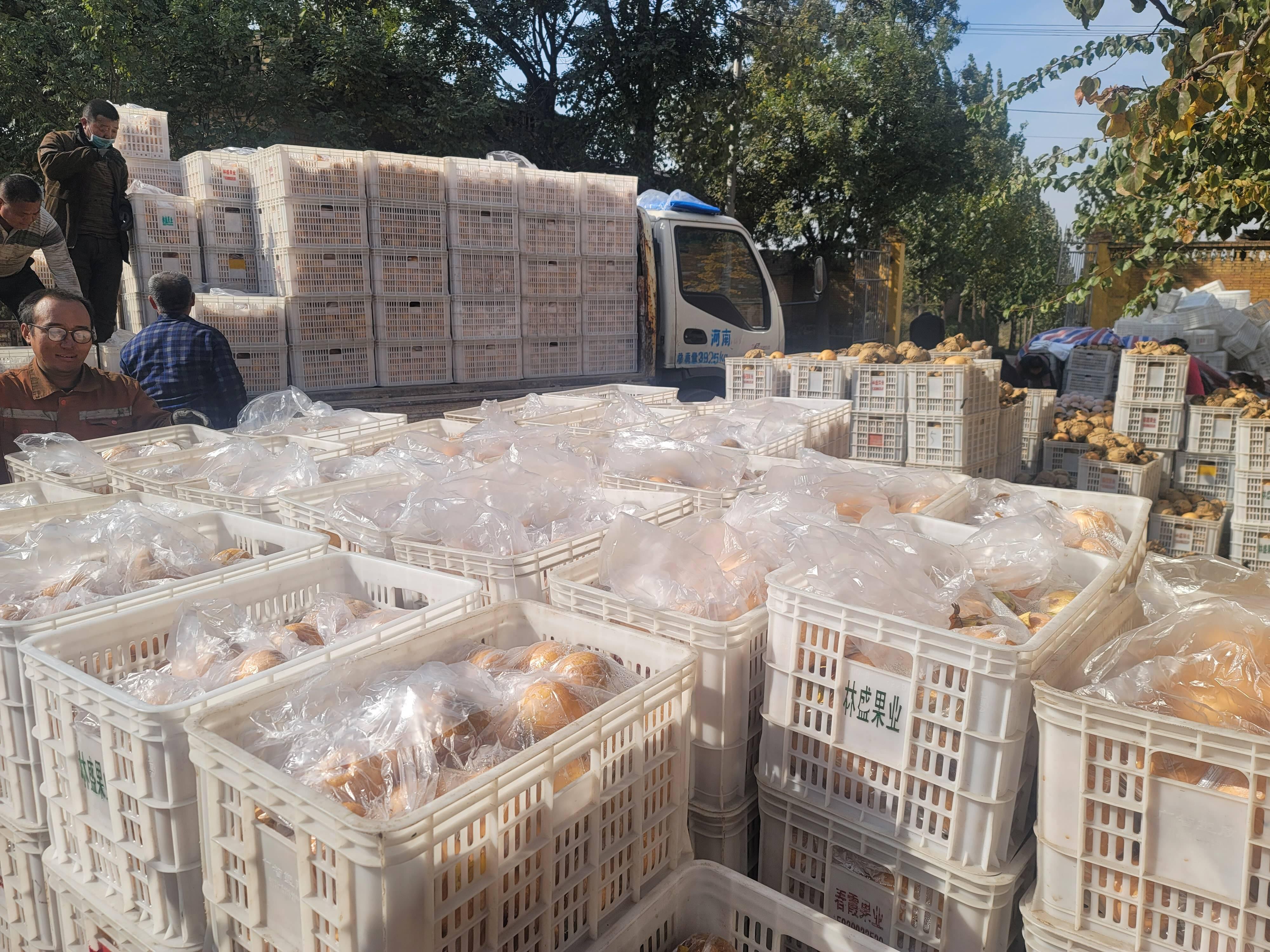 山西最新审定品种揭秘,重磅推荐与独家探秘🌱