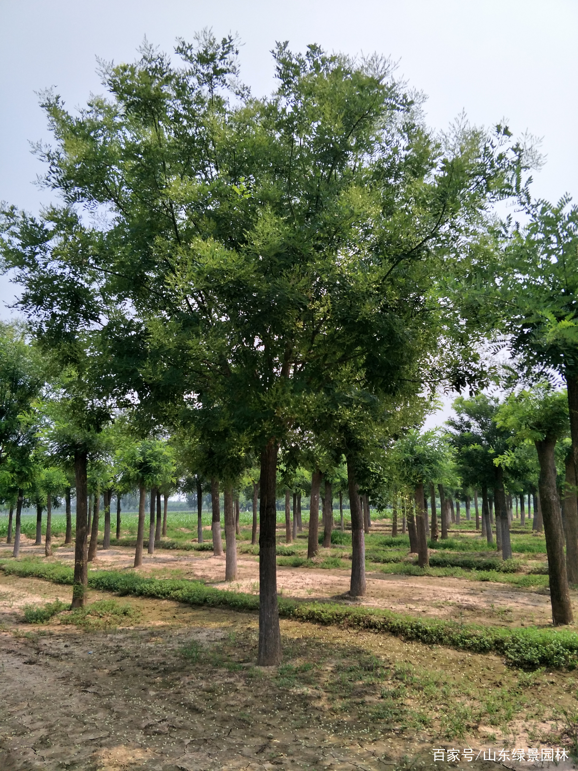 国槐树最新价格，成长价值、励志力量与树种前景展望