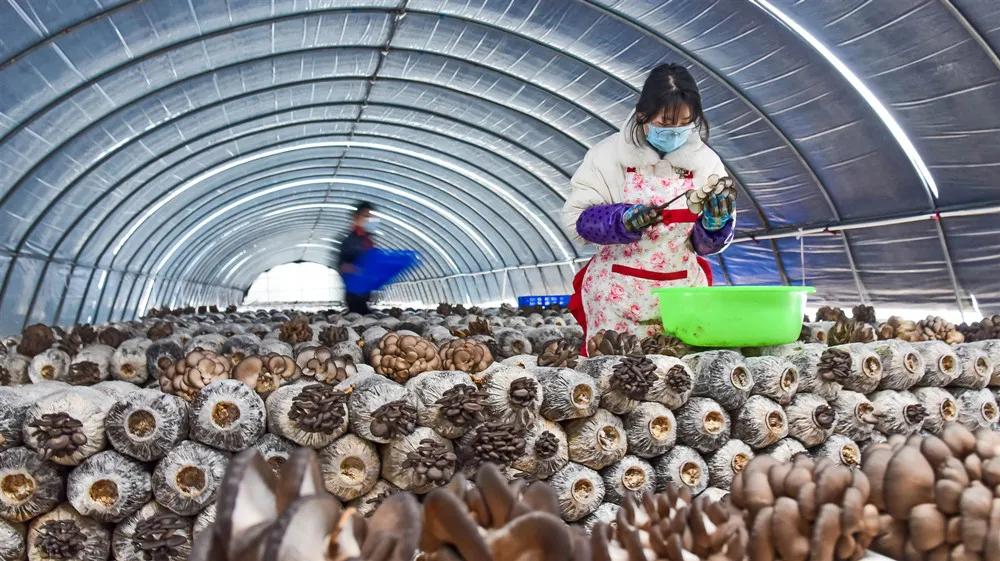 河南宜阳小巷深处的独特风味小店惊艳亮相最新新闻