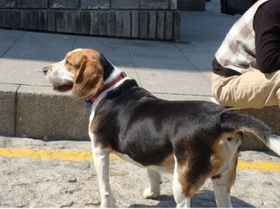 澳门六狗肖,全面信息解释定义_OQG23.889社区版