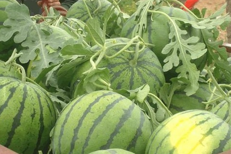 周口西瓜价格最新行情分析,市场动态与价格走势揭秘