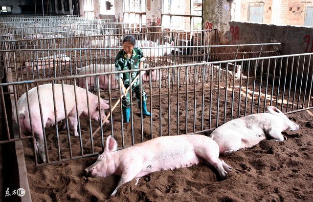 武鸣今日最新猪价,市场走势深度分析与影响展望