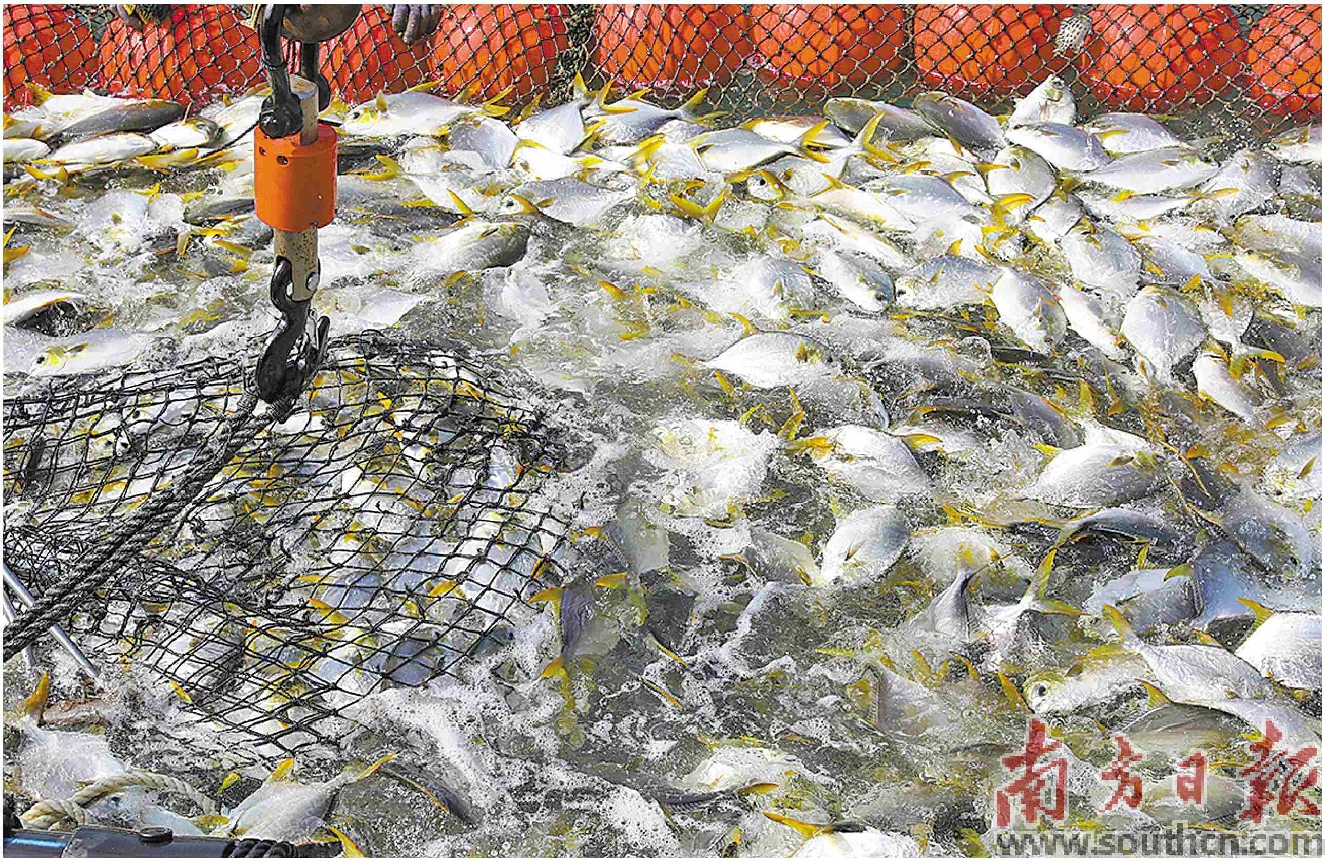 湛江金鲳鱼最新价格，时代印记与市场的脉动