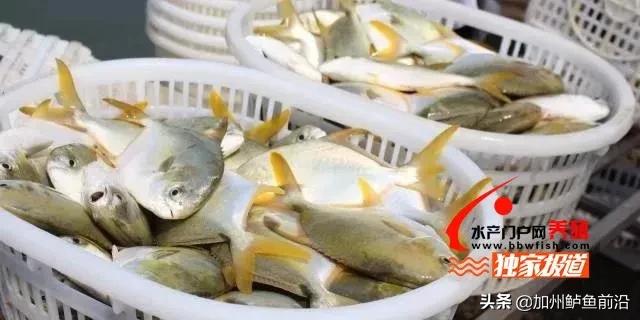 湛江金鲳鱼最新价格,时代印记与市场的脉动