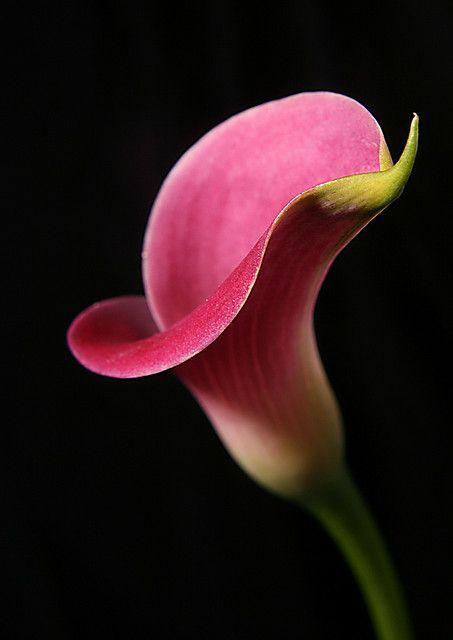 最新花卉摄影，绽放的友情与家的温馨之美