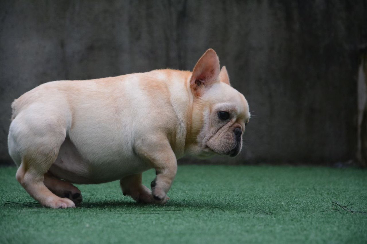 魅力四溢的法国斗牛小短鼻犬的独特魅力