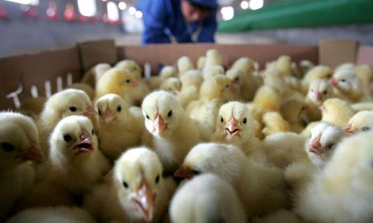 肉鸡价格行情走势分析与预测