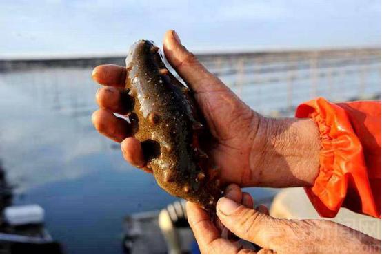 山东海参价格行情,山东海参价格行情详解，如何了解与选购优质海参