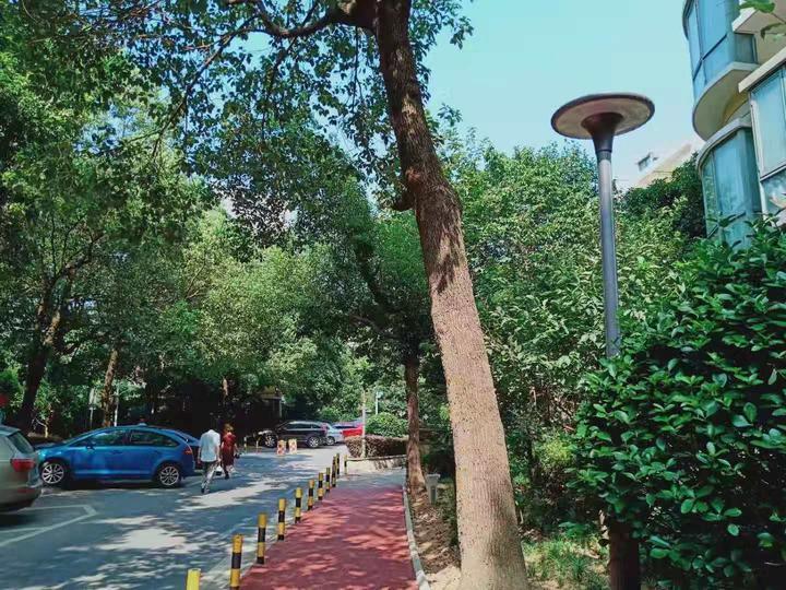 金华水果行情深度论述，市场走势、价格分析及预测报告