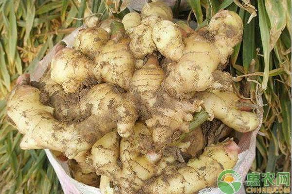 生姜最新价格信息及背后的温馨故事