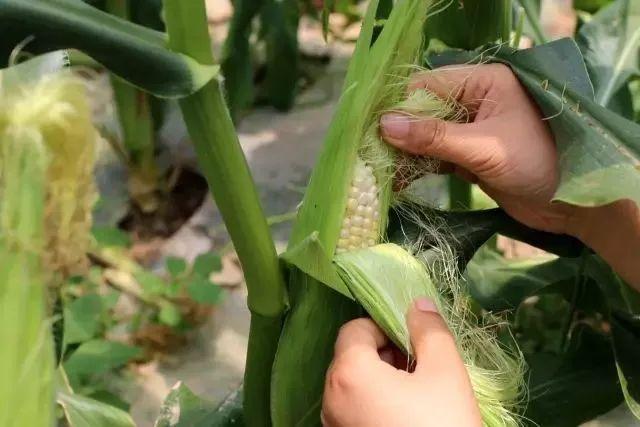 探索小巷美味宝藏，11月上市水果盛宴