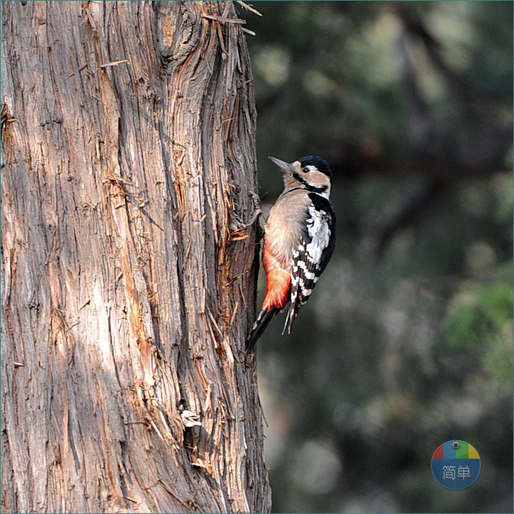 啄木鸟影音先锋更新，探索自然美景之旅，寻找内心平静之旅