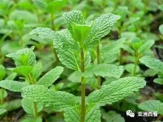 薄荷现价概览与讨论