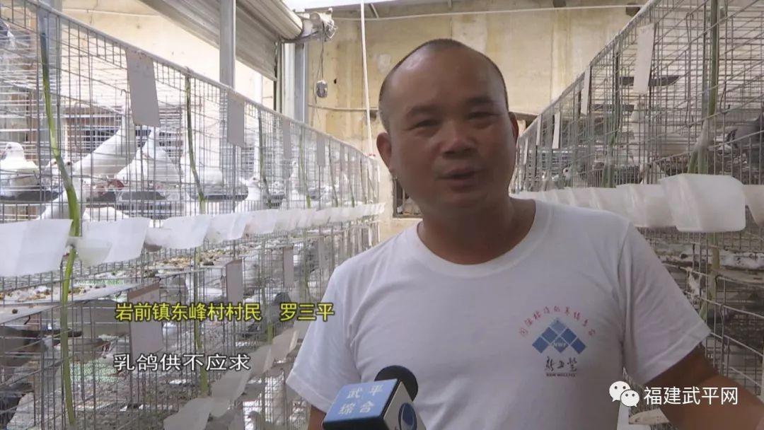 科技重塑养鸽新体验，鸽子价格揭秘，一只多少钱？