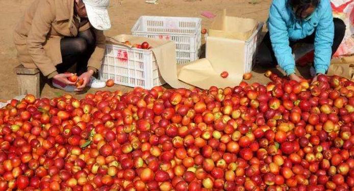 油桃最新行情，自然美景中的心灵之旅，探寻平和与宁静的秘境