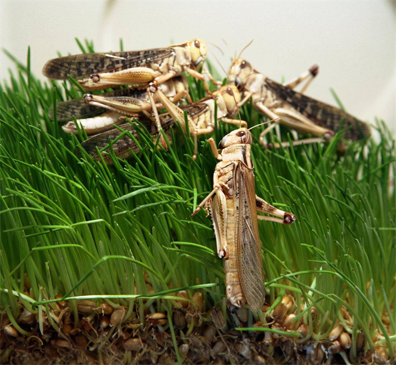 埃及蝗虫最新动态，威胁、挑战与应对策略