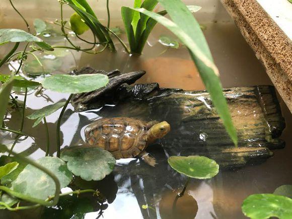 最新龟友网龟价信息及龟行之旅，寻找内心平静的旅程