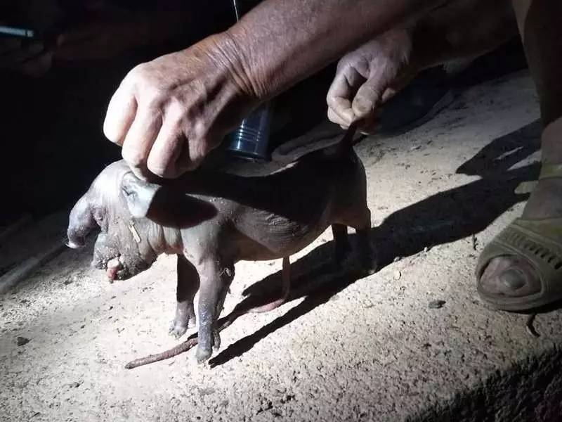 最新杀小猪视频曝光，展现变化、学习与自信的力量