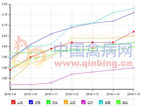 中国禽病网发布今日蛋价行情概览，权威数据一网打尽