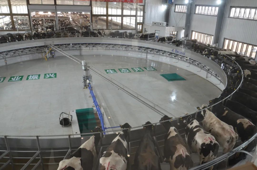 牛养殖最新动态，自然美景之旅的鼓舞人心探索