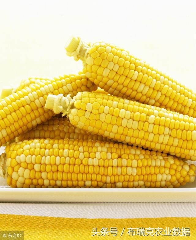 秦皇岛玉米最新价格动态,机遇与励志的力量展现!