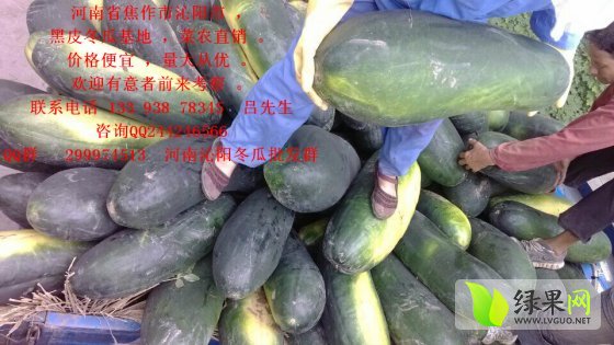 黑皮冬瓜最新价格动态，变化中的学习助力成就自信与梦想之路