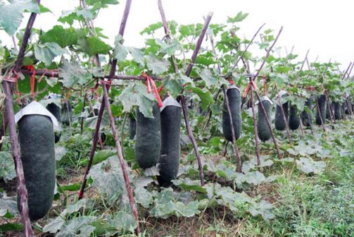 黑皮冬瓜最新价格动态,变化中的学习助力成就自信与梦想之路