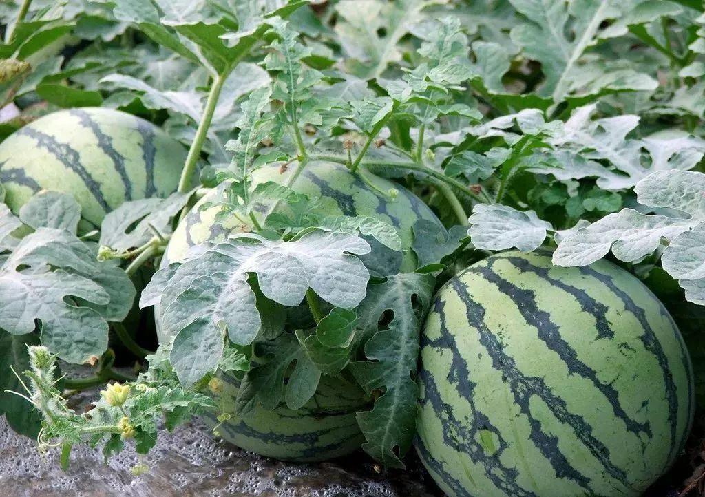 2025西瓜最新价格,自然美景下的旅行探索与价格揭秘