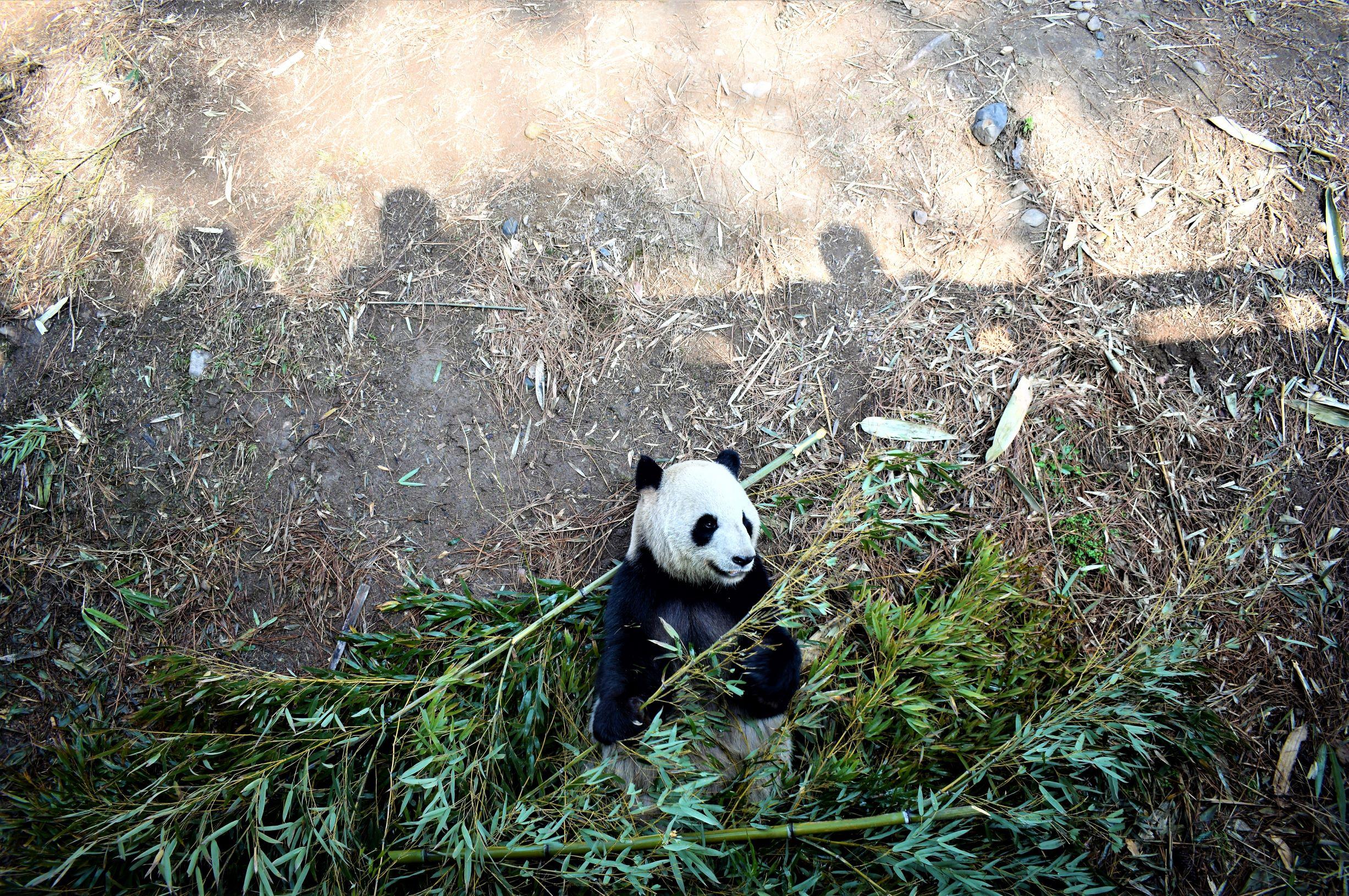 安吉竹博园最新动态,变化中的学习之旅,自信与成就感的源泉