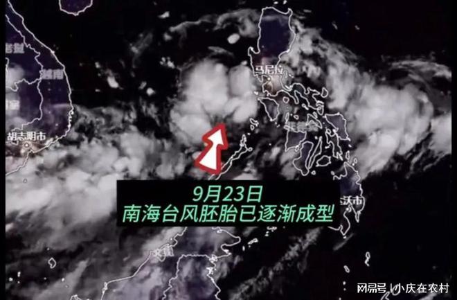 最新台风新胚胎11,多方观点探讨与解析