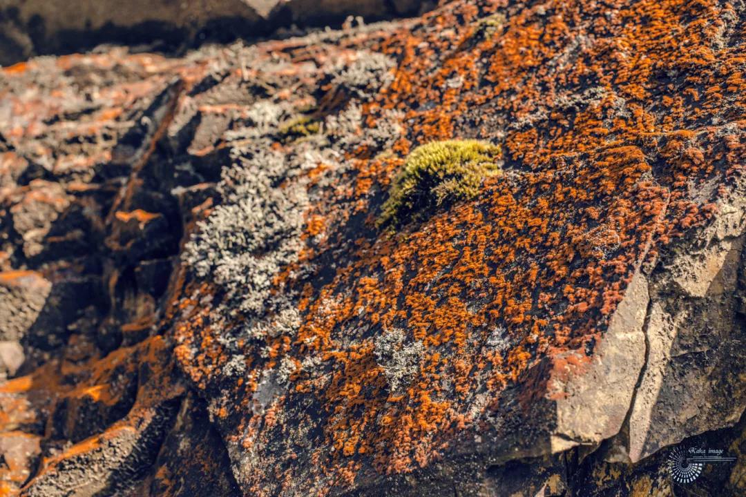 🌟红石最新动态揭秘🌟