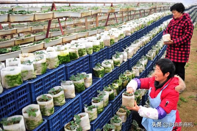 最新农业致富信息概览，农业发展的财富机遇🌱🌾