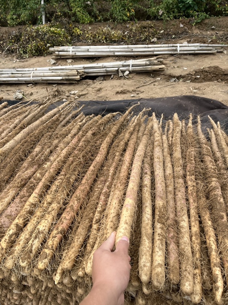 西施山药最新价格,西施山药最新价格，市场走势与选购指南