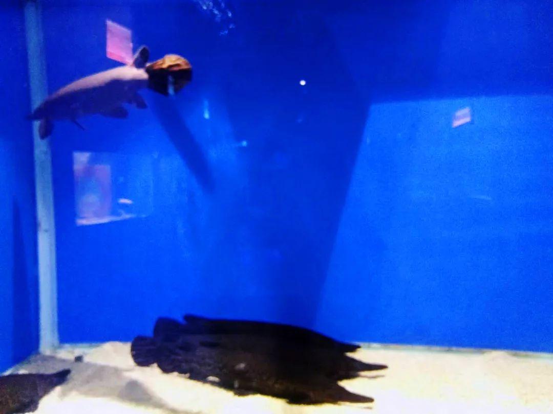 聊城海底世界最新探秘，揭开神秘面纱的奇幻之旅