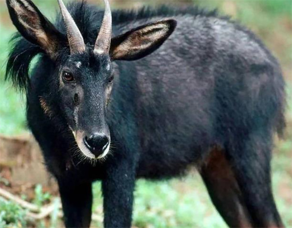 四不像正版免费资料查询,全盘细明说明_SHR41.847颠覆版